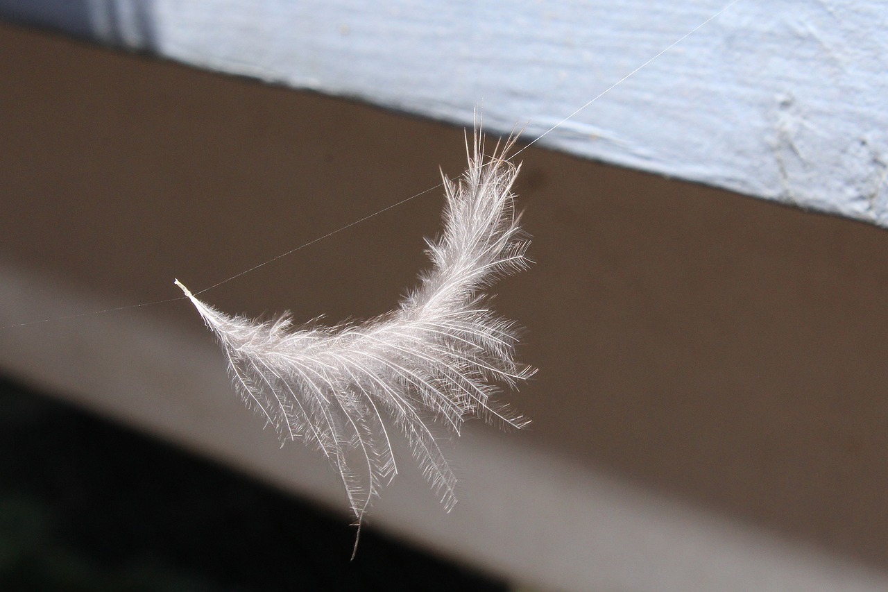 feather-6022837_1280.jpg